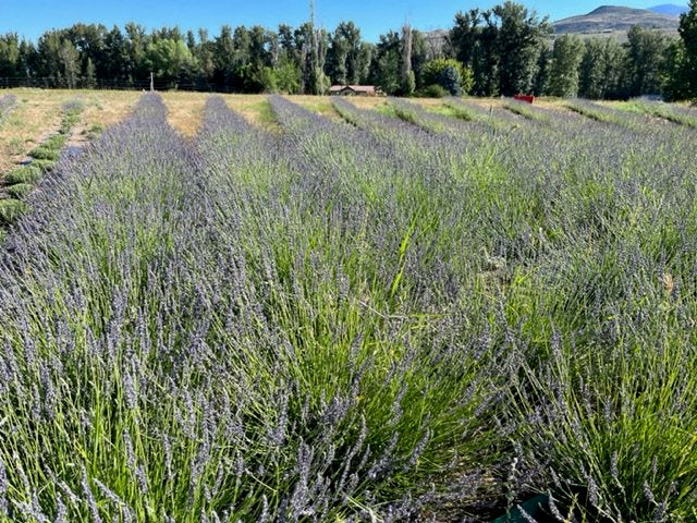 Lavender Hydrosol Spray